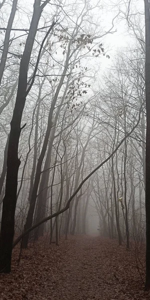 Floresta Manhã Nevoeiro Final Outono — Fotografia de Stock