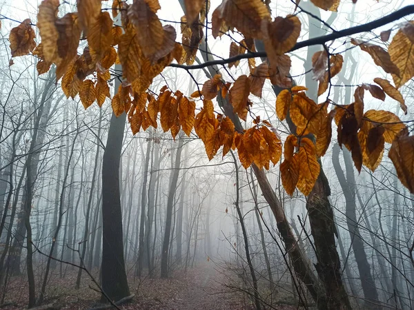 Floresta Manhã Nevoeiro Final Outono — Fotografia de Stock