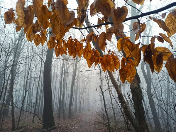 Ranní Les Mlze Konci Podzimu — Stock fotografie