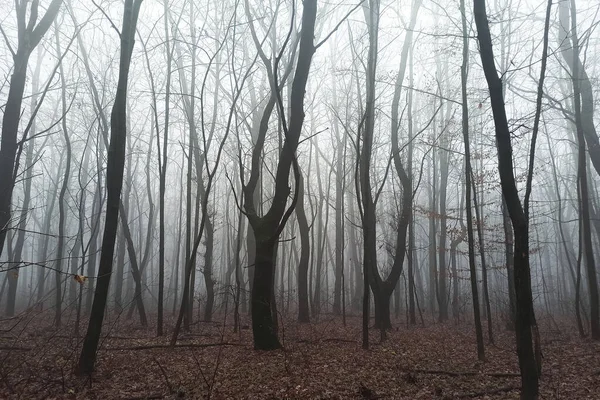 Bosque Matutino Niebla Finales Otoño — Foto de Stock