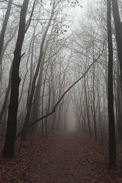 Bosque Matutino Niebla Finales Otoño — Foto de Stock