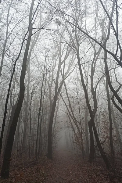 Bosque Matutino Niebla Finales Otoño — Foto de Stock