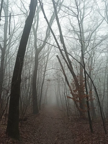 Bosque Matutino Niebla Finales Otoño — Foto de Stock