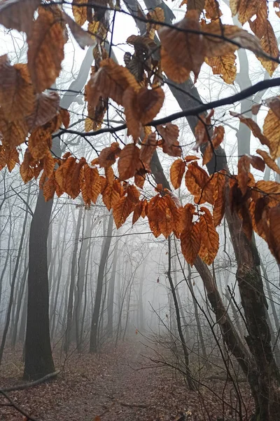 Bosque Matutino Niebla Finales Otoño —  Fotos de Stock