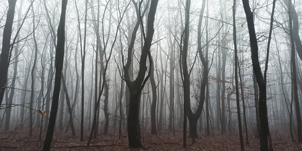 Bosque Matutino Niebla Finales Otoño — Foto de Stock