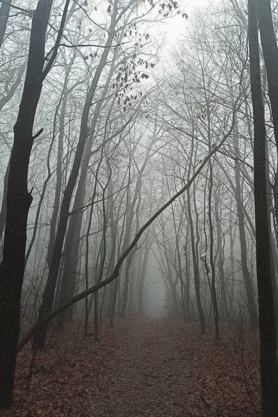 Bosque Matutino Niebla Finales Otoño — Foto de Stock