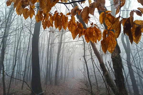 Πρωινά Δάση Στην Ομίχλη Στα Τέλη Του Φθινοπώρου — Φωτογραφία Αρχείου
