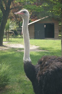 Hayvanat Bahçesindeki Hayvanlar