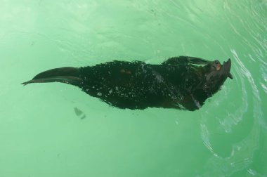 Hayvanat Bahçesindeki Hayvanlar