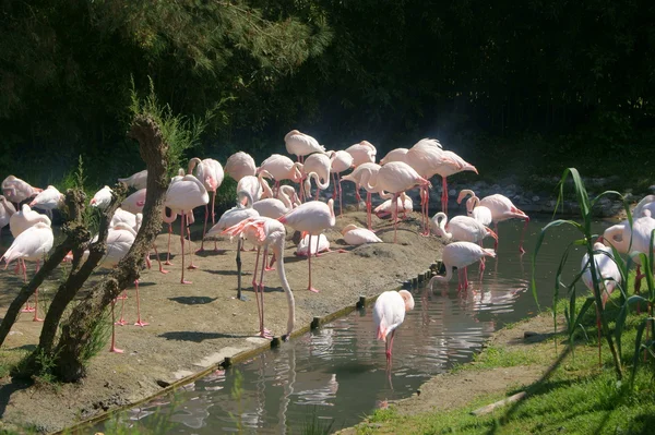 Dieren in de dierentuin — Stockfoto