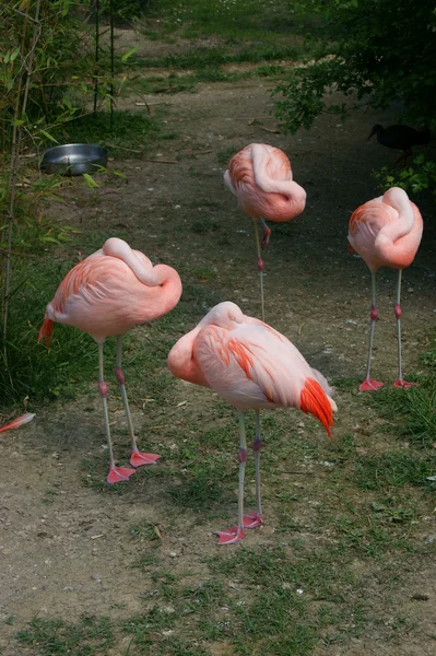 Animale la grădina zoologică — Fotografie, imagine de stoc