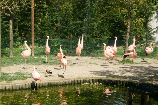 Dieren in de dierentuin — Stockfoto