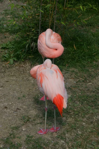 Animales en el zoológico — Foto de Stock