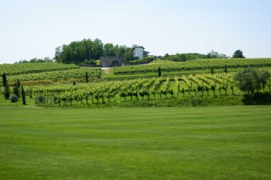 Yeşil collio