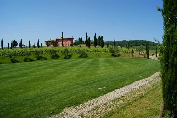 Gröna collio — Stockfoto