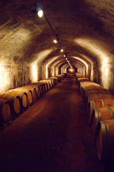 Wijnstokken op de Collio — Stockfoto