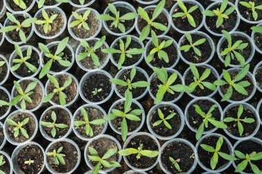 Manzaradan biber filizlerine, taze biber yapraklarından bahar tohumlarına