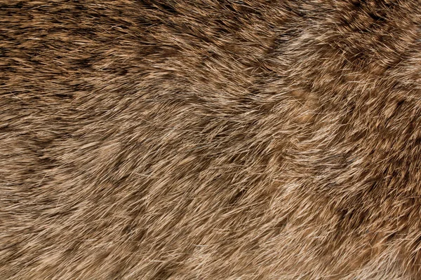 Textura de pêlo animal Fotos De Bancos De Imagens