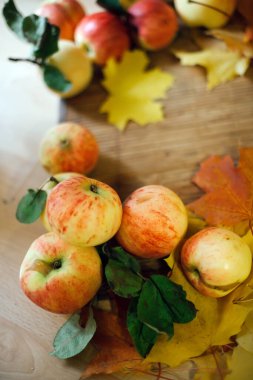 Akçaağaç yapraklı olgun elmaların durgun yaşamı