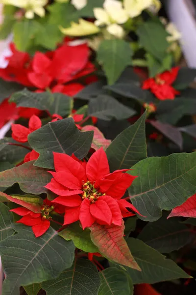 Achtergrond Van Kerstbloemen Poinsettia Potten Stockafbeelding