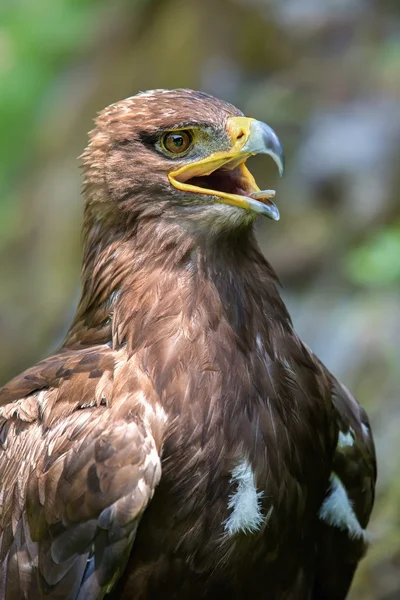 Orel stepní (aquila nipalensis) - portrét. — Stock fotografie