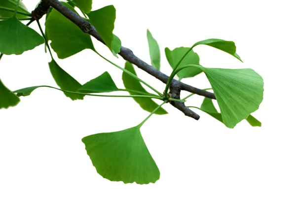 Fresh Leaves Ginkgo — Stock Photo, Image