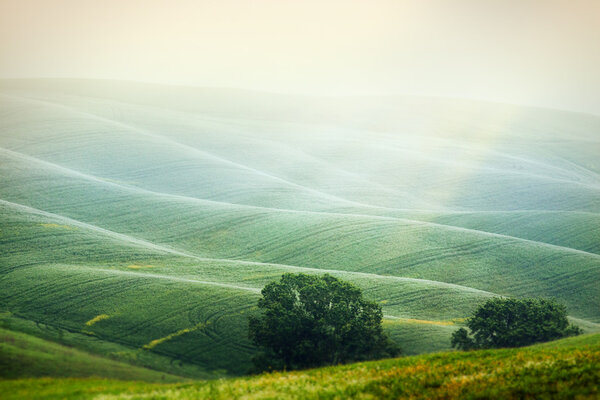 Горлышки в итальянской Тоскане
