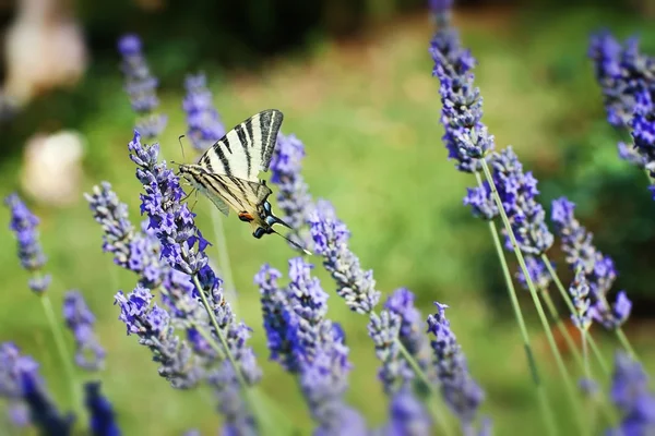 Prachtige vlinder zittend op lavendel planten — Stockfoto