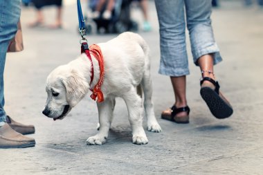 köpek sokak görünümü