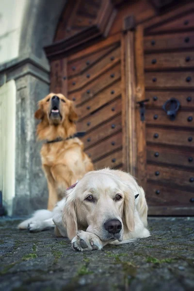 Dua anjing di jalan — Stok Foto