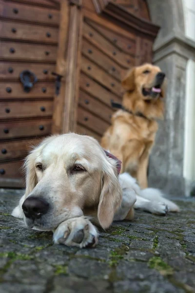 Dva psi na ulici — Stock fotografie