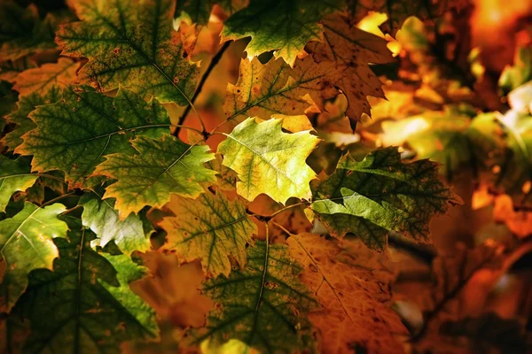 단풍나무 잎의 배경 — 스톡 사진
