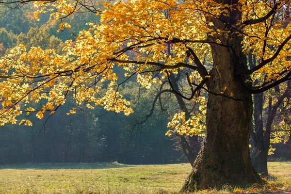 Podzimní krajina — Stock fotografie