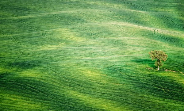 Árvore no campo — Fotografia de Stock