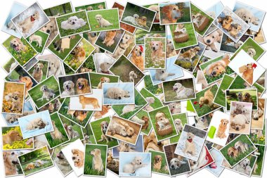 köpek kolaj - 101 adet