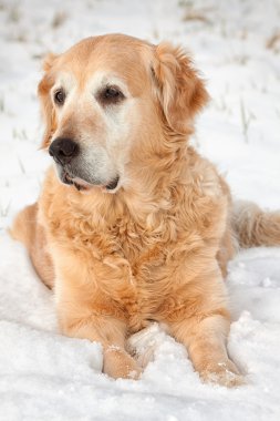 Kış köpek portre