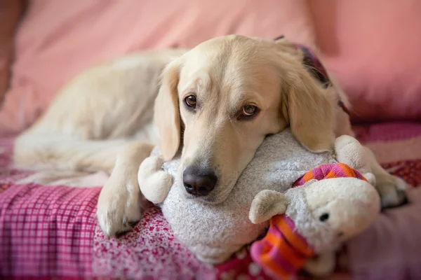 Köpek yatakta yatıyor. — Stok fotoğraf