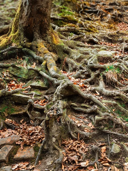 Kořeny starého stromu — Stock fotografie