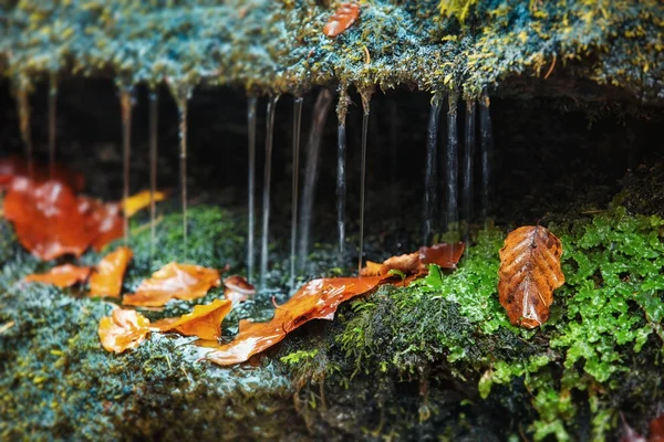 Mokra jesień - martwa natura — Zdjęcie stockowe