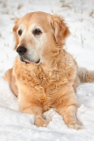 Retrato de perro de invierno — Foto de Stock