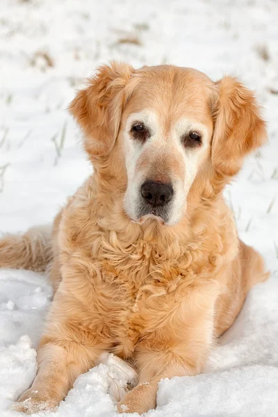 Winter dog portrait — Stock Photo, Image