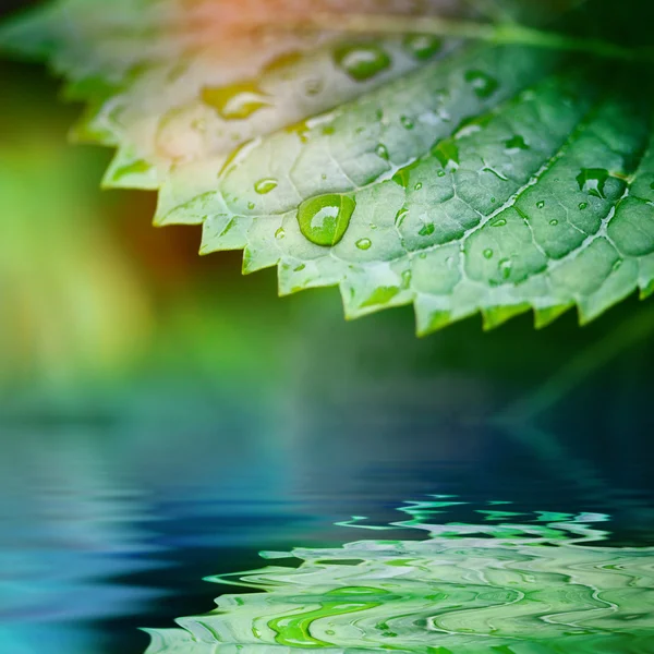 Folhas verdes refletidas na água closeup — Fotografia de Stock
