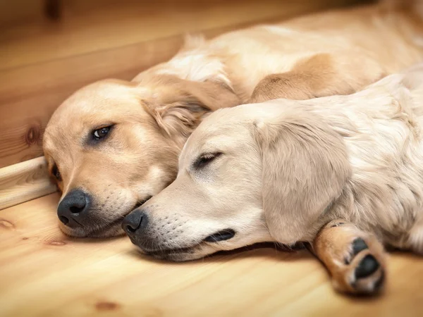 Pohled na dva psy ležící — Stock fotografie