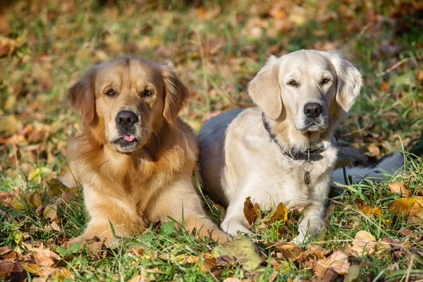 Portret van twee jonge schoonheid honden — Stockfoto