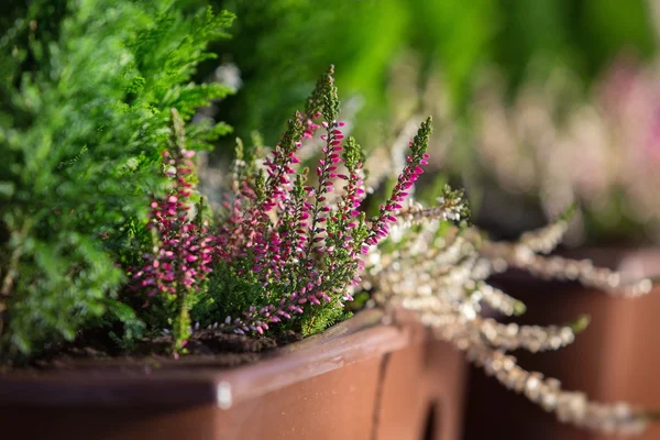 Purple heather - small focus — Stock Photo, Image