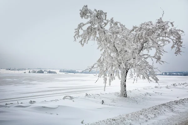 Winters tafereel — Stockfoto