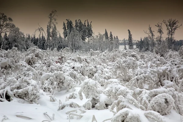 Cena de inverno — Fotografia de Stock