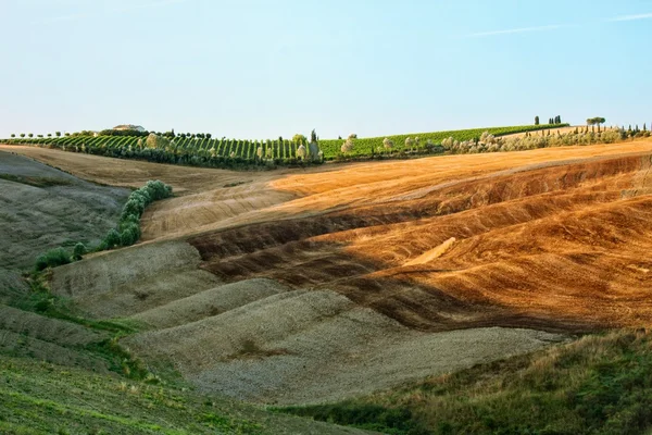 Kopcovitá krajina Toskánska — Stock fotografie