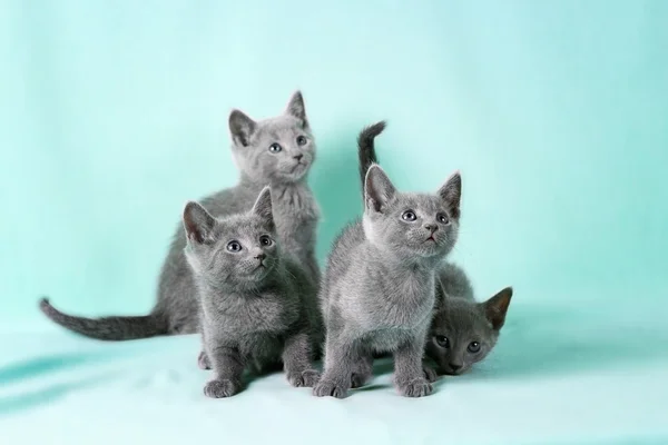 Gatos bonitos — Fotografia de Stock