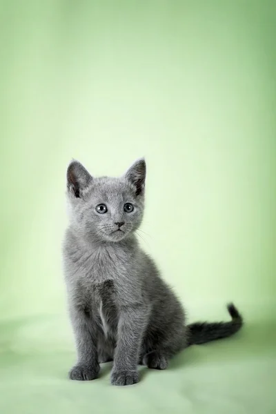 Bellissimo gatto — Foto Stock